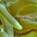   Crop anemone taken last week just off Sunset Reef Grand Cayman. Used Nikonos RS SB105 strobe. Film was Kodak Ektar 100 Cayman SB-105 SB 105 strobe  